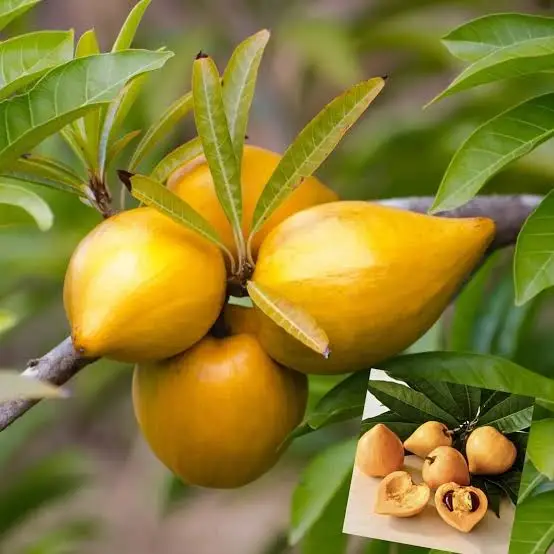 এগ ফ্রুট
