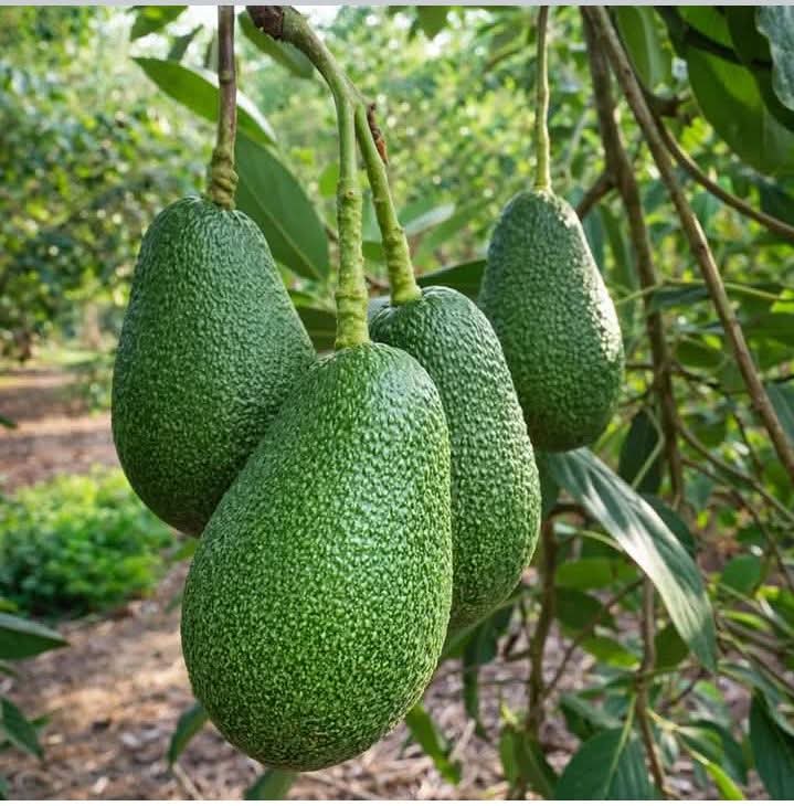 অ্যাভোকাডো