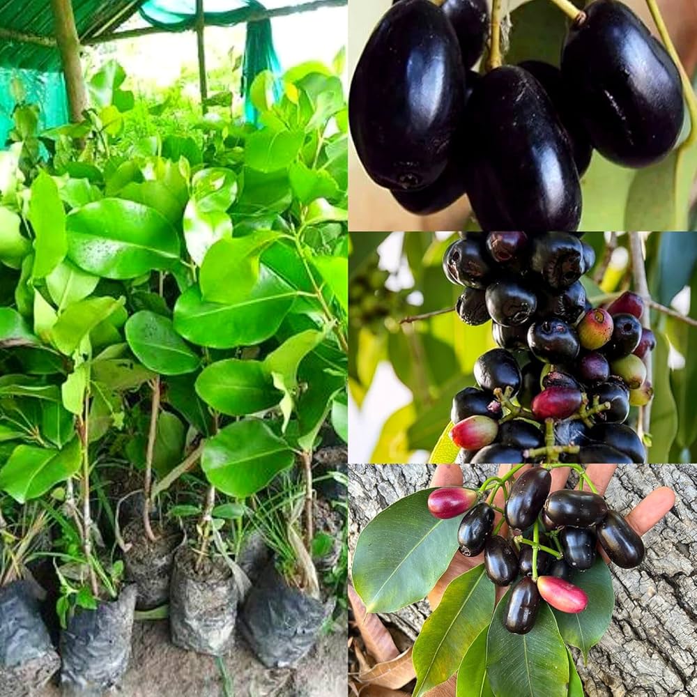 কেজি ১০ জাম