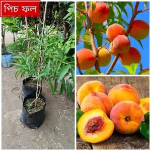৫ পিস ভিন্ন ফলের চরার কম্ব