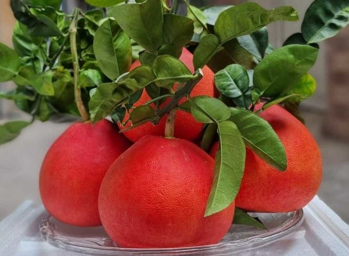 থাইল্যান্ড লাল জাম্বুরা