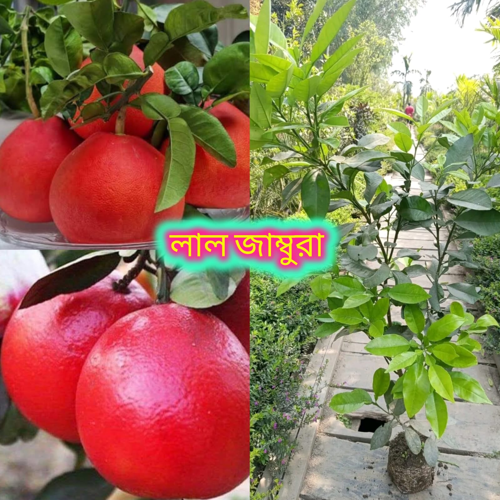 থাইল্যান্ড এর লাল জাম্বুরা