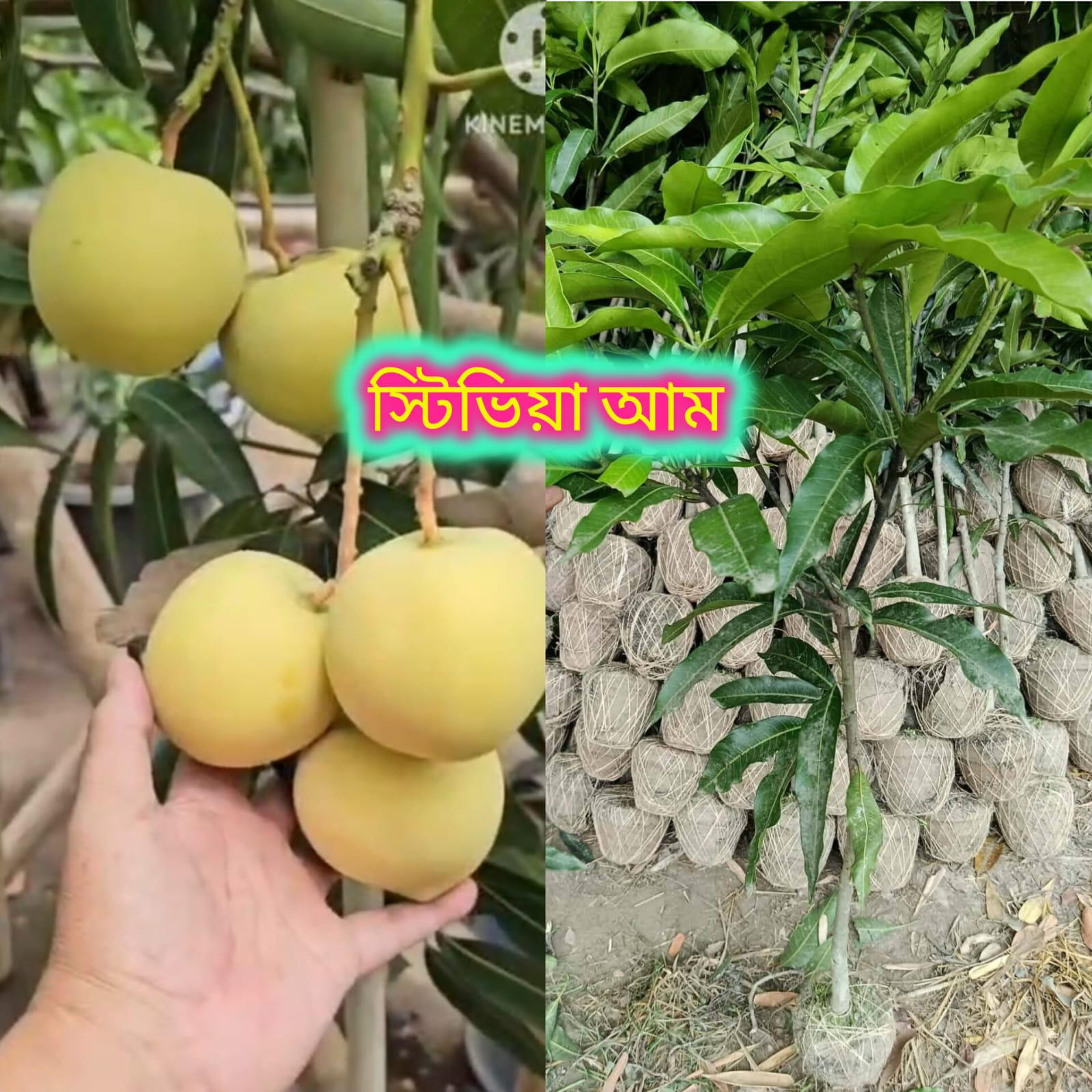 বারোমাসি স্টিভিয়া আম